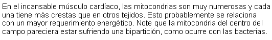 Cuadro de texto: En el incansable msculo cardaco, las mitocondrias son muy numerosas y cada una tiene ms crestas que en otros tejidos. Esto probablemente se relaciona con un mayor requerimiento energtico. Note que la mitocondria del centro del campo pareciera estar sufriendo una biparticin, como ocurre con las bacterias.  