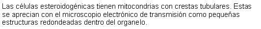 Cuadro de texto: Las clulas esteroidognicas tienen mitocondrias con crestas tubulares. Estas se aprecian con el microscopio electrnico de transmisin como pequeas estructuras redondeadas dentro del organelo. 