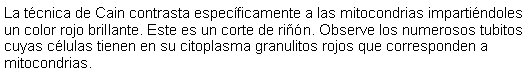 Cuadro de texto: La tcnica de Cain contrasta especficamente a las mitocondrias impartindoles un color rojo brillante. Este es un corte de rin. Observe los numerosos tubitos cuyas clulas tienen en su citoplasma granulitos rojos que corresponden a mitocondrias. 