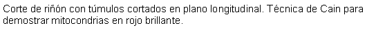 Cuadro de texto: Corte de rin con tmulos cortados en plano longitudinal. Tcnica de Cain para demostrar mitocondrias en rojo brillante. 