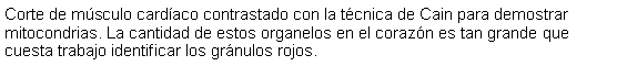 Cuadro de texto: Corte de msculo cardaco contrastado con la tcnica de Cain para demostrar mitocondrias. La cantidad de estos organelos en el corazn es tan grande que cuesta trabajo identificar los grnulos rojos. 