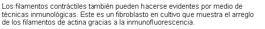 Cuadro de texto: Los filamentos contrctiles tambin pueden hacerse evidentes por medio de tcnicas inmunolgicas. Este es un fibroblasto en cultivo que muestra el arreglo de los filamentos de actina gracias a la inmunofluorescencia. 