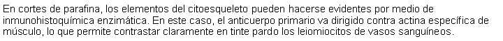 Cuadro de texto: En cortes de parafina, los elementos del citoesqueleto pueden hacerse evidentes por medio de inmunohistoqumica enzimtica. En este caso, el anticuerpo primario va dirigido contra actina especfica de msculo, lo que permite contrastar claramente en tinte pardo los leiomiocitos de vasos sanguneos.