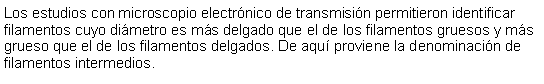 Cuadro de texto: Los estudios con microscopio electrnico de transmisin permitieron identificar filamentos cuyo dimetro es ms delgado que el de los filamentos gruesos y ms grueso que el de los filamentos delgados. De aqu proviene la denominacin de filamentos intermedios. 