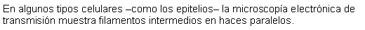 Cuadro de texto: En algunos tipos celulares como los epitelios la microscopa electrnica de transmisin muestra filamentos intermedios en haces paralelos. 