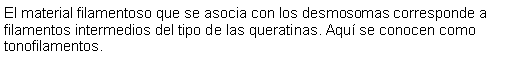 Cuadro de texto: El material filamentoso que se asocia con los desmosomas corresponde a filamentos intermedios del tipo de las queratinas. Aqu se conocen como tonofilamentos.  