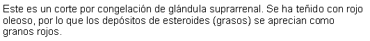 Cuadro de texto: Este es un corte por congelacin de glndula suprarrenal. Se ha teido con rojo oleoso, por lo que los depsitos de esteroides (grasos) se aprecian como granos rojos. 