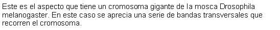 Cuadro de texto: Este es el aspecto que tiene un cromosoma gigante de la mosca Drosophila melanogaster. En este caso se aprecia una serie de bandas transversales que recorren el cromosoma. 