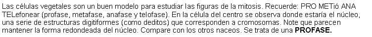 Cuadro de texto: Las clulas vegetales son un buen modelo para estudiar las figuras de la mitosis. Recuerde: PRO METi ANA TELefonear (profase, metafase, anafase y telofase). En la clula del centro se observa donde estara el ncleo, una serie de estructuras digitiformes (como deditos) que corresponden a cromosomas. Note que parecen mantener la forma redondeada del ncleo. Compare con los otros naceos. Se trata de una PROFASE. 