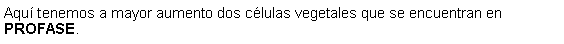 Cuadro de texto: Aqu tenemos a mayor aumento dos clulas vegetales que se encuentran en PROFASE. 