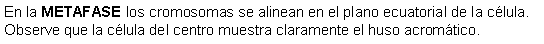 Cuadro de texto: En la METAFASE los cromosomas se alinean en el plano ecuatorial de la clula. Observe que la clula del centro muestra claramente el huso acromtico. 