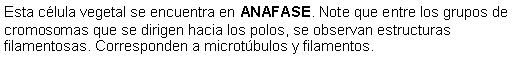 Cuadro de texto: Esta clula vegetal se encuentra en ANAFASE. Note que entre los grupos de cromosomas que se dirigen hacia los polos, se observan estructuras filamentosas. Corresponden a microtbulos y filamentos. 