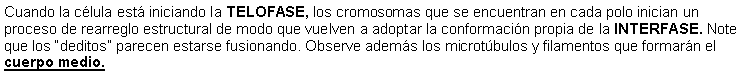 Cuadro de texto: Cuando la clula est iniciando la TELOFASE, los cromosomas que se encuentran en cada polo inician un proceso de rearreglo estructural de modo que vuelven a adoptar la conformacin propia de la INTERFASE. Note que los deditos parecen estarse fusionando. Observe adems los microtbulos y filamentos que formarn el cuerpo medio. 