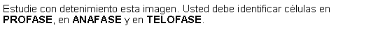 Cuadro de texto: Estudie con detenimiento esta imagen. Usted debe identificar clulas en PROFASE, en ANAFASE y en TELOFASE. 