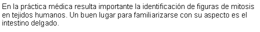 Cuadro de texto: En la prctica mdica resulta importante la identificacin de figuras de mitosis en tejidos humanos. Un buen lugar para familiarizarse con su aspecto es el intestino delgado.  