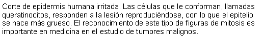 Cuadro de texto: Corte de epidermis humana irritada. Las clulas que le conforman, llamadas queratinocitos, responden a la lesin reproducindose, con lo que el epitelio se hace ms grueso. El reconocimiento de este tipo de figuras de mitosis es importante en medicina en el estudio de tumores malignos. 