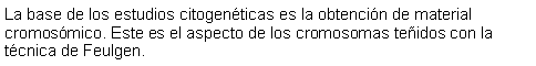 Cuadro de texto: La base de los estudios citogenticas es la obtencin de material cromosmico. Este es el aspecto de los cromosomas teidos con la tcnica de Feulgen. 