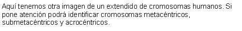 Cuadro de texto: Aqu tenemos otra imagen de un extendido de cromosomas humanos. Si pone atencin podr identificar cromosomas metacntricos, submetacntricos y acrocntricos. 