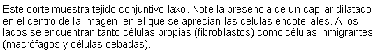 Cuadro de texto: Este corte muestra tejido conjuntivo laxo. Note la presencia de un capilar dilatado en el centro de la imagen, en el que se aprecian las clulas endoteliales. A los lados se encuentran tanto clulas propias (fibroblastos) como clulas inmigrantes (macrfagos y clulas cebadas).