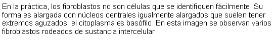 Cuadro de texto: En la prctica, los fibroblastos no son clulas que se identifiquen fcilmente. Su forma es alargada con ncleos centrales igualmente alargados que suelen tener extremos aguzados; el citoplasma es basfilo. En esta imagen se observan varios fibroblastos rodeados de sustancia intercelular