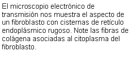 Cuadro de texto: El microscopio electrnico de transmisin nos muestra el aspecto de un fibroblasto con cisternas de retculo endoplsmico rugoso. Note las fibras de colgena asociadas al citoplasma del fibroblasto.