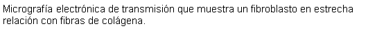 Cuadro de texto: Micrografa electrnica de transmisin que muestra un fibroblasto en estrecha relacin con fibras de colgena.