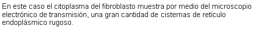 Cuadro de texto: En este caso el citoplasma del fibroblasto muestra por medio del microscopio electrnico de transmisin, una gran cantidad de cisternas de retculo endoplsmico rugoso.