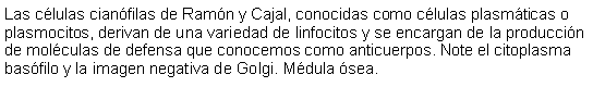 Cuadro de texto: Las clulas cianfilas de Ramn y Cajal, conocidas como clulas plasmticas o plasmocitos, derivan de una variedad de linfocitos y se encargan de la produccin de molculas de defensa que conocemos como anticuerpos. Note el citoplasma basfilo y la imagen negativa de Golgi. Mdula sea.