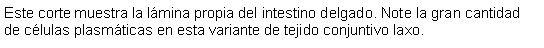 Cuadro de texto: Este corte muestra la lmina propia del intestino delgado. Note la gran cantidad de clulas plasmticas en esta variante de tejido conjuntivo laxo.