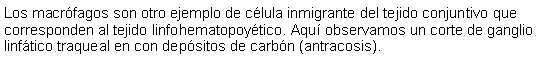 Cuadro de texto: Los macrfagos son otro ejemplo de clula inmigrante del tejido conjuntivo que corresponden al tejido linfohematopoytico. Aqu observamos un corte de ganglio linftico traqueal en con depsitos de carbn (antracosis). 