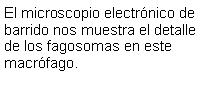 Cuadro de texto: El microscopio electrnico de barrido nos muestra el detalle de los fagosomas en este macrfago.