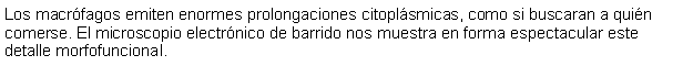 Cuadro de texto: Los macrfagos emiten enormes prolongaciones citoplsmicas, como si buscaran a quin comerse. El microscopio electrnico de barrido nos muestra en forma espectacular este detalle morfofuncional.