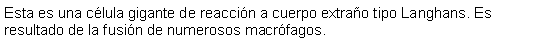 Cuadro de texto: Esta es una clula gigante de reaccin a cuerpo extrao tipo Langhans. Es resultado de la fusin de numerosos macrfagos.