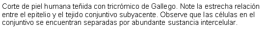 Cuadro de texto: Corte de piel humana teñida con tricrómico de Gallego. Note la estrecha relación entre el epitelio y el tejido conjuntivo subyacente. Observe que las células en el conjuntivo se encuentran separadas por abundante sustancia intercelular.
