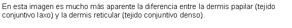 Cuadro de texto: En esta imagen es mucho ms aparente la diferencia entre la dermis papilar (tejido conjuntivo laxo) y la dermis reticular (tejido conjuntivo denso).