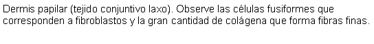 Cuadro de texto: Dermis papilar (tejido conjuntivo laxo). Observe las clulas fusiformes que corresponden a fibroblastos y la gran cantidad de colgena que forma fibras finas.