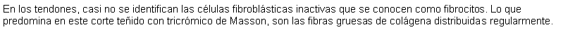 Cuadro de texto: En los tendones, casi no se identifican las clulas fibroblsticas inactivas que se conocen como fibrocitos. Lo que predomina en este corte teido con tricrmico de Masson, son las fibras gruesas de colgena distribuidas regularmente.