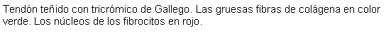 Cuadro de texto: Tendn teido con tricrmico de Gallego. Las gruesas fibras de colgena en color verde. Los ncleos de los fibrocitos en rojo.