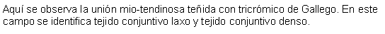 Cuadro de texto: Aqu se observa la unin mio-tendinosa teida con tricrmico de Gallego. En este campo se identifica tejido conjuntivo laxo y tejido conjuntivo denso.