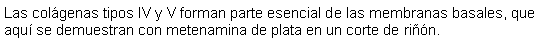 Cuadro de texto: Las colgenas tipos IV y V forman parte esencial de las membranas basales, que aqu se demuestran con metenamina de plata en un corte de rin.