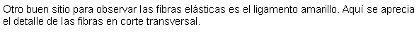 Cuadro de texto: Otro buen sitio para observar las fibras elsticas es el ligamento amarillo. Aqu se aprecia el detalle de las fibras en corte transversal.