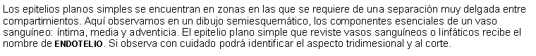 Cuadro de texto: Los epitelios planos simples se encuentran en zonas en las que se requiere de una separacin muy delgada entre compartimientos. Aqu observamos en un dibujo semiesquemtico, los componentes esenciales de un vaso sanguneo: ntima, media y adventicia. El epitelio plano simple que reviste vasos sanguneos o linfticos recibe el nombre de endotelio. Si observa con cuidado podr identificar el aspecto tridimesional y al corte. 