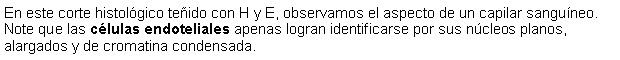 Cuadro de texto: En este corte histolgico teido con H y E, observamos el aspecto de un capilar sanguneo. Note que las clulas endoteliales apenas logran identificarse por sus ncleos planos, alargados y de cromatina condensada. 