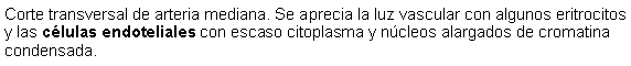 Cuadro de texto: Corte transversal de arteria mediana. Se aprecia la luz vascular con algunos eritrocitos y las clulas endoteliales con escaso citoplasma y ncleos alargados de cromatina condensada.