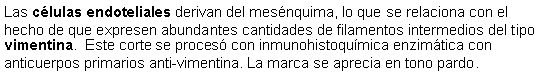 Cuadro de texto: Las clulas endoteliales derivan del mesnquima, lo que se relaciona con el hecho de que expresen abundantes cantidades de filamentos intermedios del tipo vimentina.  Este corte se proces con inmunohistoqumica enzimtica con anticuerpos primarios anti-vimentina. La marca se aprecia en tono pardo. 