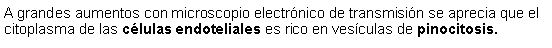 Cuadro de texto: A grandes aumentos con microscopio electrnico de transmisin se aprecia que el citoplasma de las clulas endoteliales es rico en vesculas de pinocitosis.