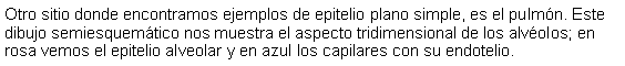 Cuadro de texto: Otro sitio donde encontramos ejemplos de epitelio plano simple, es el pulmn. Este dibujo semiesquemtico nos muestra el aspecto tridimensional de los alvolos; en rosa vemos el epitelio alveolar y en azul los capilares con su endotelio. 