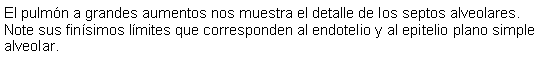 Cuadro de texto: El pulmn a grandes aumentos nos muestra el detalle de los septos alveolares. Note sus finsimos lmites que corresponden al endotelio y al epitelio plano simple alveolar.  