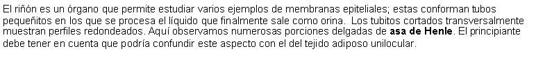 Cuadro de texto: El rin es un rgano que permite estudiar varios ejemplos de membranas epiteliales; estas conforman tubos pequeitos en los que se procesa el lquido que finalmente sale como orina.  Los tubitos cortados transversalmente muestran perfiles redondeados. Aqu observamos numerosas porciones delgadas de asa de Henle. El principiante debe tener en cuenta que podra confundir este aspecto con el del tejido adiposo unilocular.  