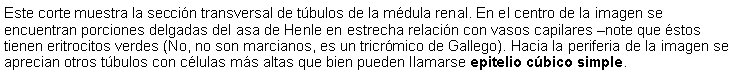 Cuadro de texto: Este corte muestra la seccin transversal de tbulos de la mdula renal. En el centro de la imagen se encuentran porciones delgadas del asa de Henle en estrecha relacin con vasos capilares note que stos tienen eritrocitos verdes (No, no son marcianos, es un tricrmico de Gallego). Hacia la periferia de la imagen se aprecian otros tbulos con clulas ms altas que bien pueden llamarse epitelio cbico simple. 